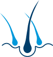 毛根イラスト