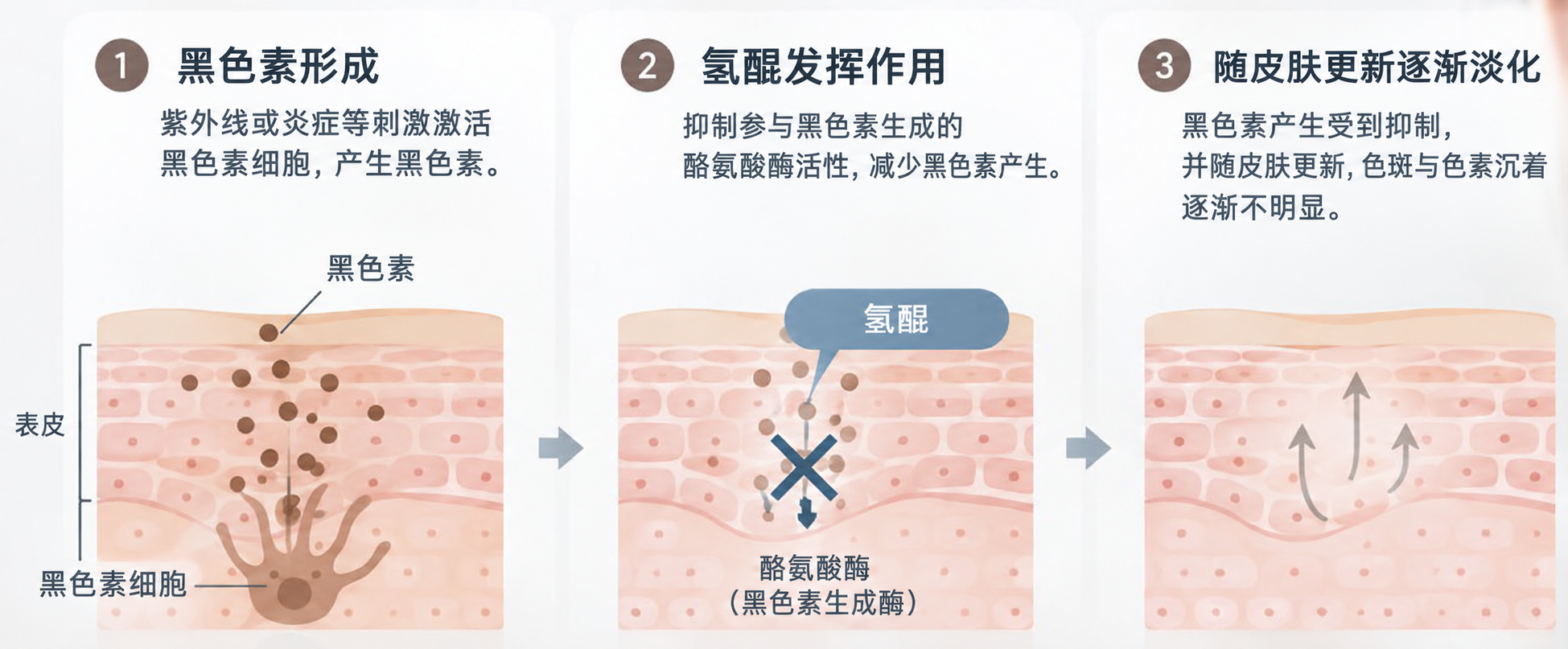 氢醌的作用机制